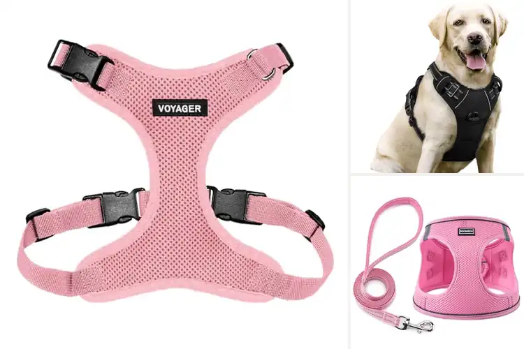 Detailed view of Best Adjustable Pet Harnesses for Safer, Happier Walks
