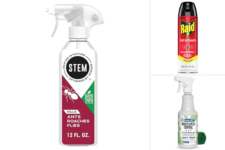 Detailed view of Best Ant Sprays