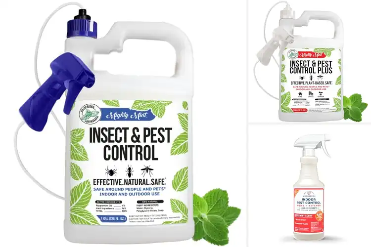 Detailed view of Best Home Pest Control Sprays Natural Solutions