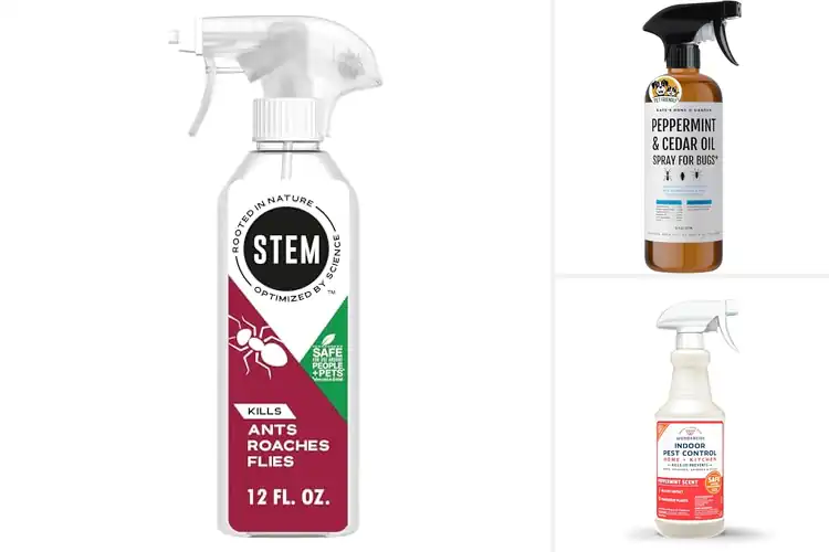 Detailed view of Best Natural Home Insecticides