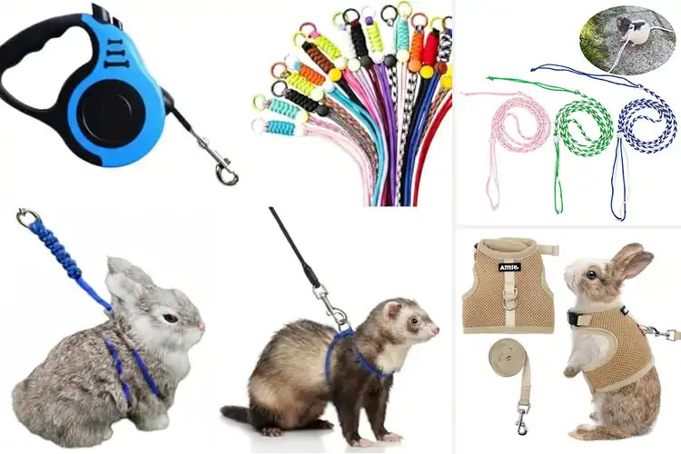 Detailed view of Best Small Animal Leashes