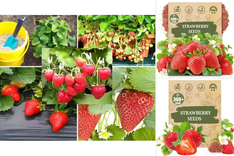 Detailed view of Best Strawberry Seeds
